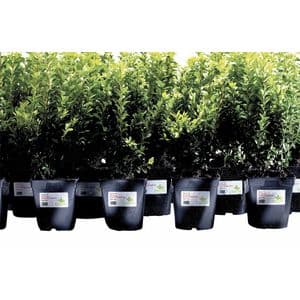 Picture 2 of Etiket Avery L4774-20 99.1x139mm polyester wit 80 stuks