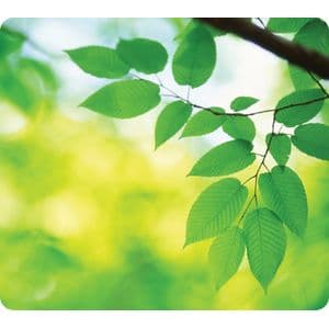 Picture 1 of Muismat Fellowes natuur collectie bladeren 228x203mm